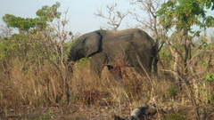 Loxodonta
