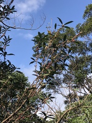 Myrsine seguinii
