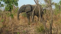 Loxodonta