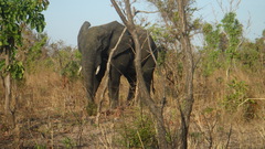Loxodonta