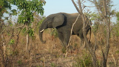 Loxodonta