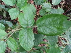 Rubus palmensis