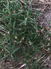 Alternanthera denticulata