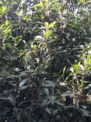 Myrsine seguinii
