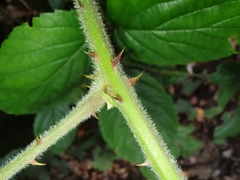 Rubus palmensis