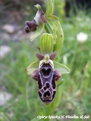Ophrys kotschyi