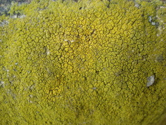 Flavoplaca