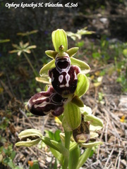 Ophrys kotschyi