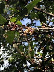 Myrsine seguinii