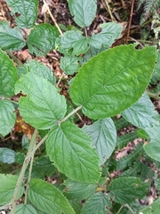 Rubus palmensis