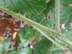 Rubus palmensis