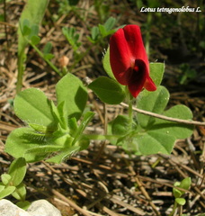 Lotus tetragonolobus