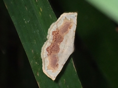 Eublemma