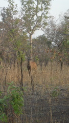 Hippotragus equinus koba