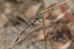 Parasynthemis regina