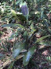Lasianthus chinensis