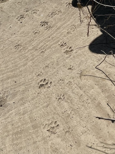 Mountain Lion photographed in Texas