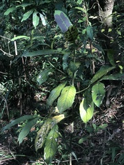 Lasianthus chinensis