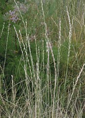 Thinopyrum obtusiflorum