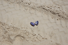 Latona deltoides