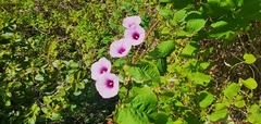 Ipomoea tiliacea