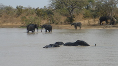 Loxodonta