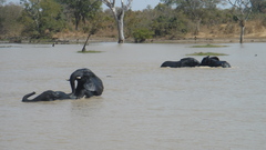 Loxodonta
