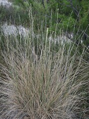 Thinopyrum obtusiflorum