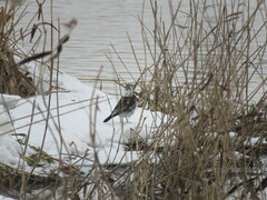 Turdus pilaris