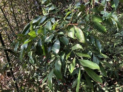 Archidendron lucidum