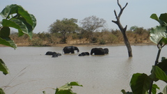 Loxodonta