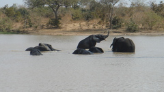 Loxodonta