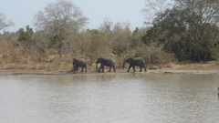Loxodonta