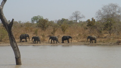 Loxodonta