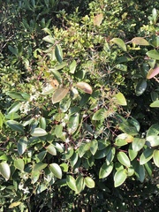 Clematis crassifolia