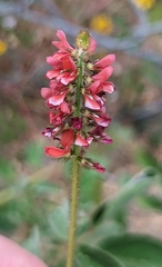 Indigofera hirsuta