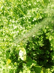 Asparagus albus