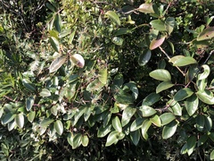 Clematis crassifolia