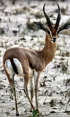 Gazella arabica
