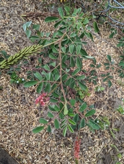 Indigofera hirsuta