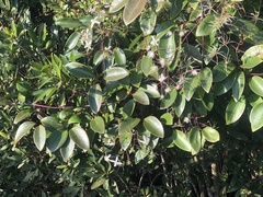 Clematis crassifolia