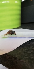 Tabanidae