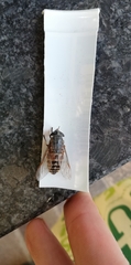 Tabanidae