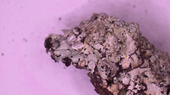 Hypotrachyna pustulifera