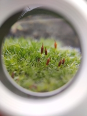 Racomitrium heterostichum