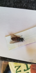 Tabanidae