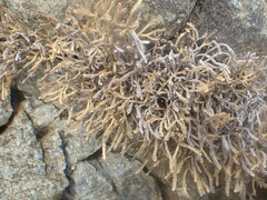 Selaginella sanguinolenta