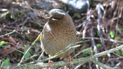 Trochalopteron morrisonianum