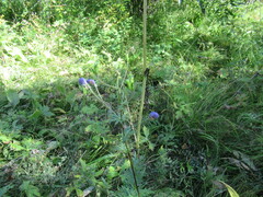 Aconitum baicalense