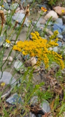 Solidago chilensis